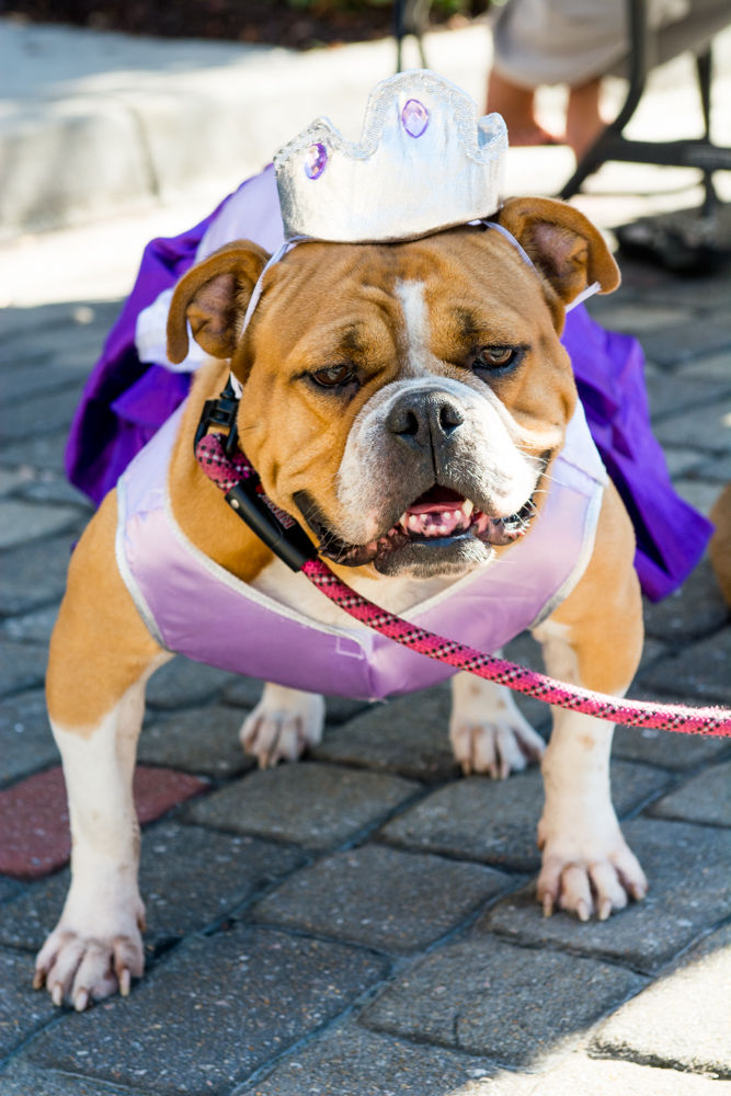 Bulldog princess costume